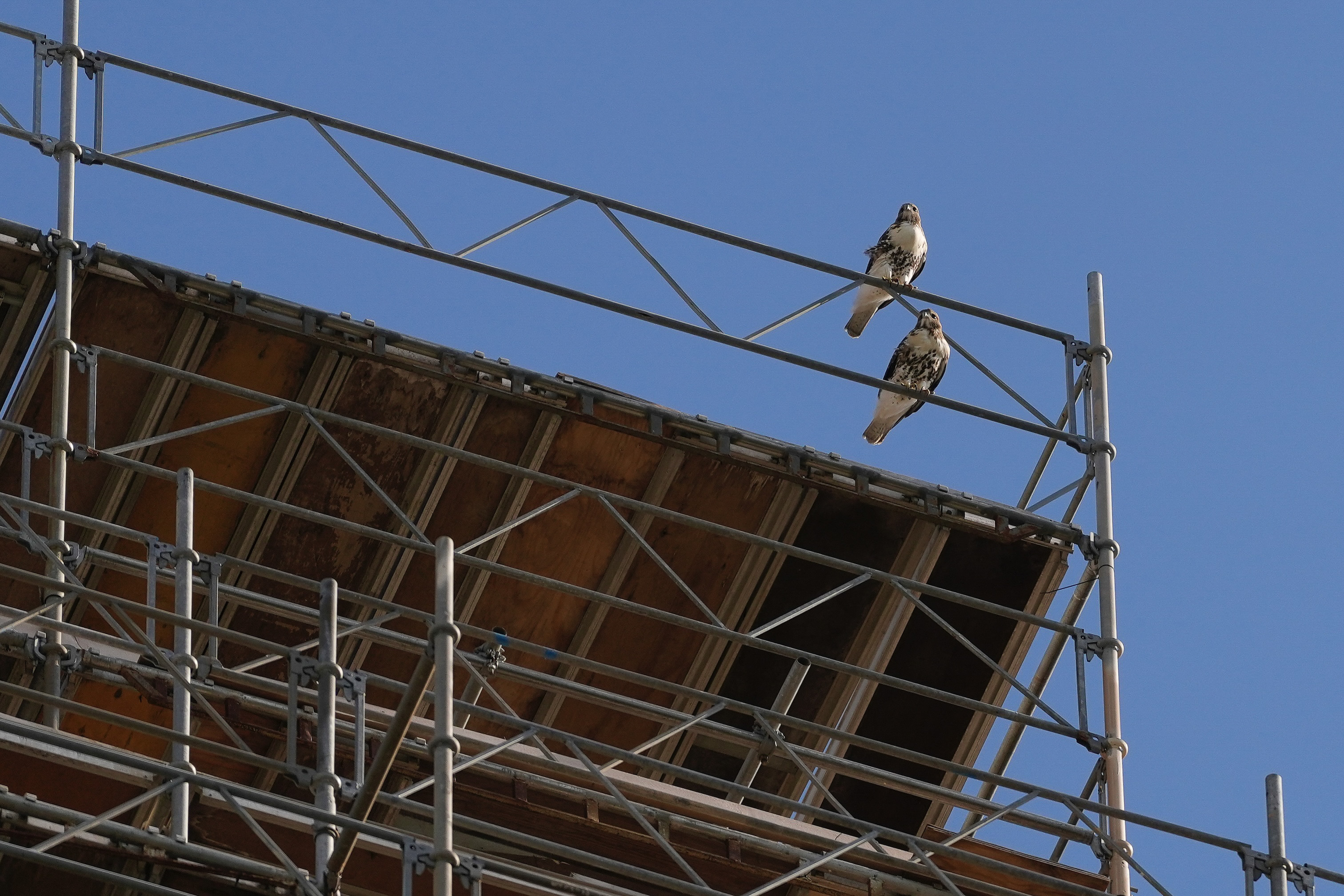 Red-tailed Hawks N1 and N2